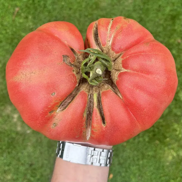 Gigante Martini: Harvest photograph