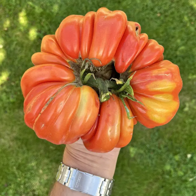 Gigante Farina: Harvest photograph