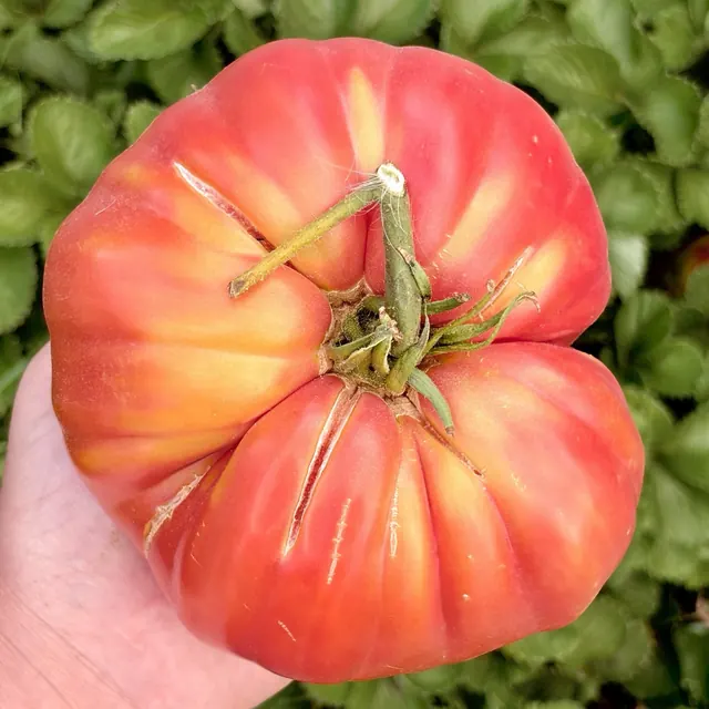 Belmonte Oxheart: Harvest photograph